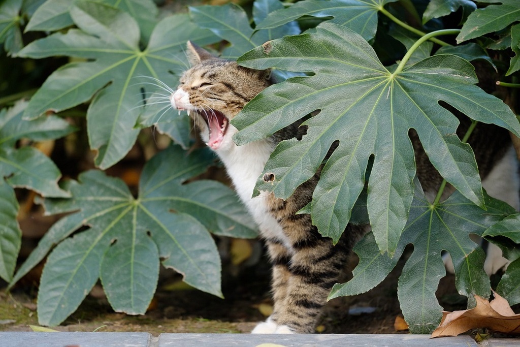 5 piante che piacciono ai gatti – GruppoCVIT