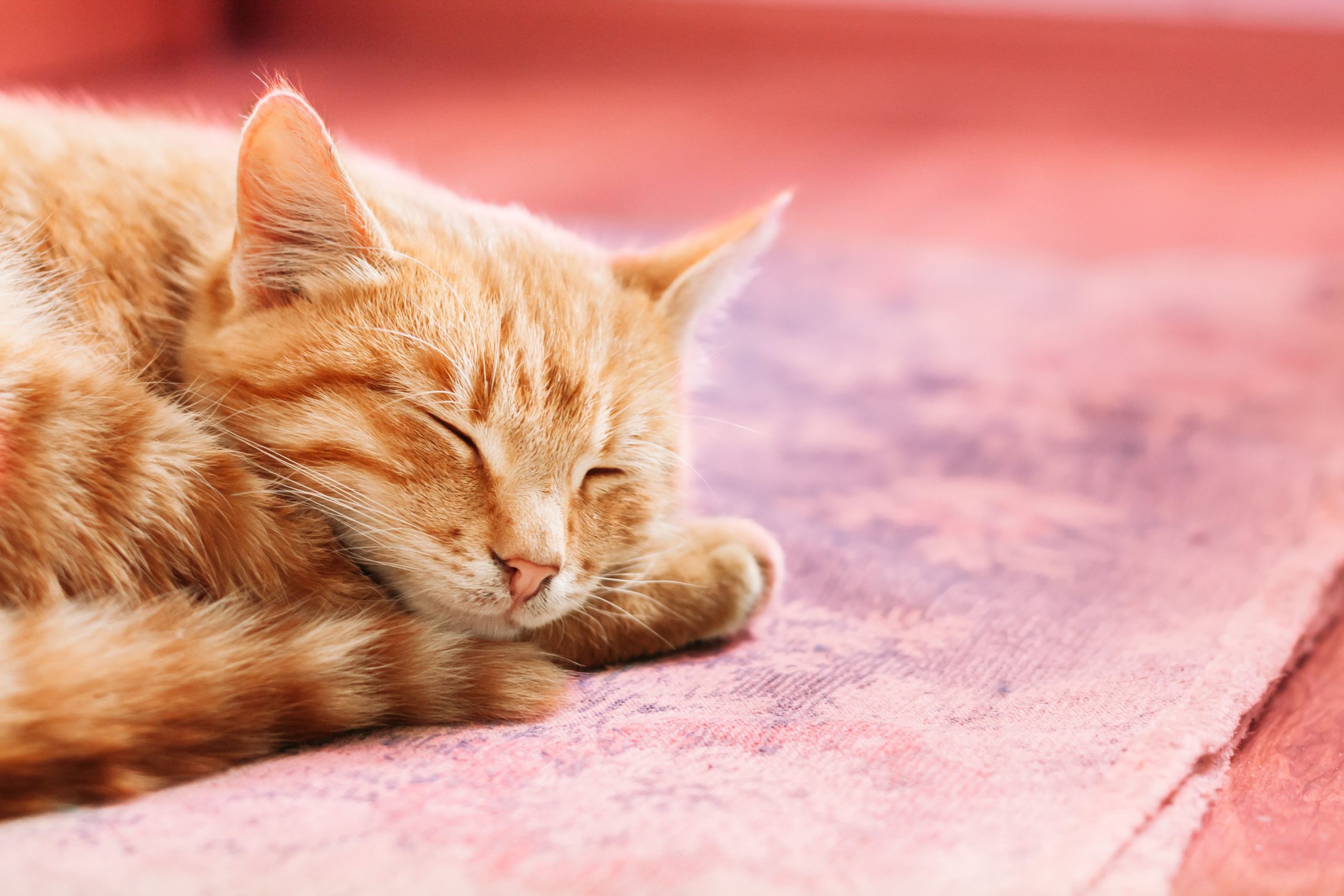 Colpo di calore nel gatto riconoscerlo e gestirlo Gruppo Cvit