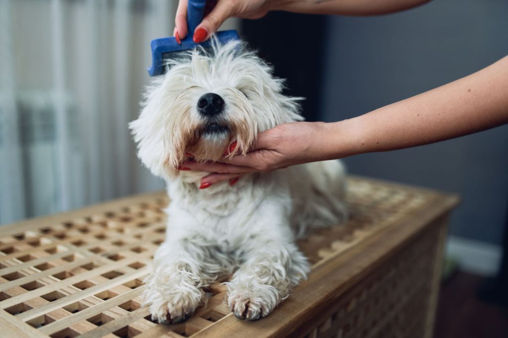 muta del cane